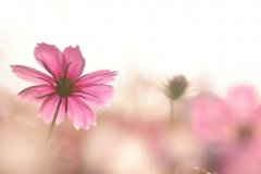 ��ɺ����2024��3��ʨ��������