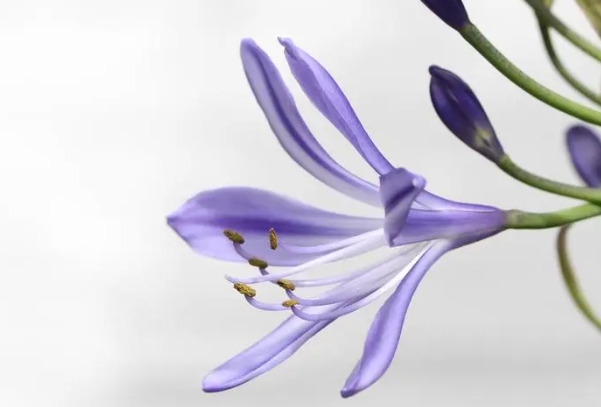 苏珊米勒2024年3月双鱼座运势