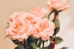 ��ɺ����2024��3�½�ţ������