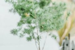 ��ɺ����2024��3����Ы������