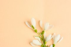 苏珊米勒2024年6月金牛座运势