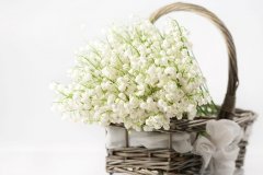 苏珊米勒2024年6月摩羯座运势