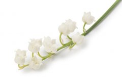 苏珊米勒2024年6月天蝎座运势