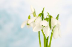 苏珊米勒2024年6月白羊座运势