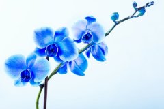 苏珊米勒2024年6月双子座运势