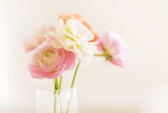 苏珊米勒2024年8月狮子座运势