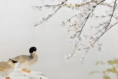 �������˰����������