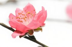 ��΢�������һ��˷���ǳ̸